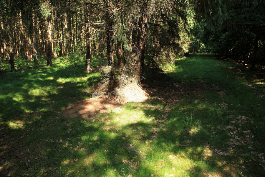 Margarethenwallweg à Ellingstedt