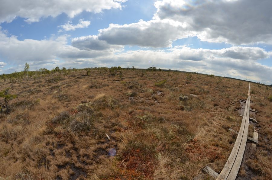 Vue panoramique sur la tourbière du parc national de Store Mosse en Småland