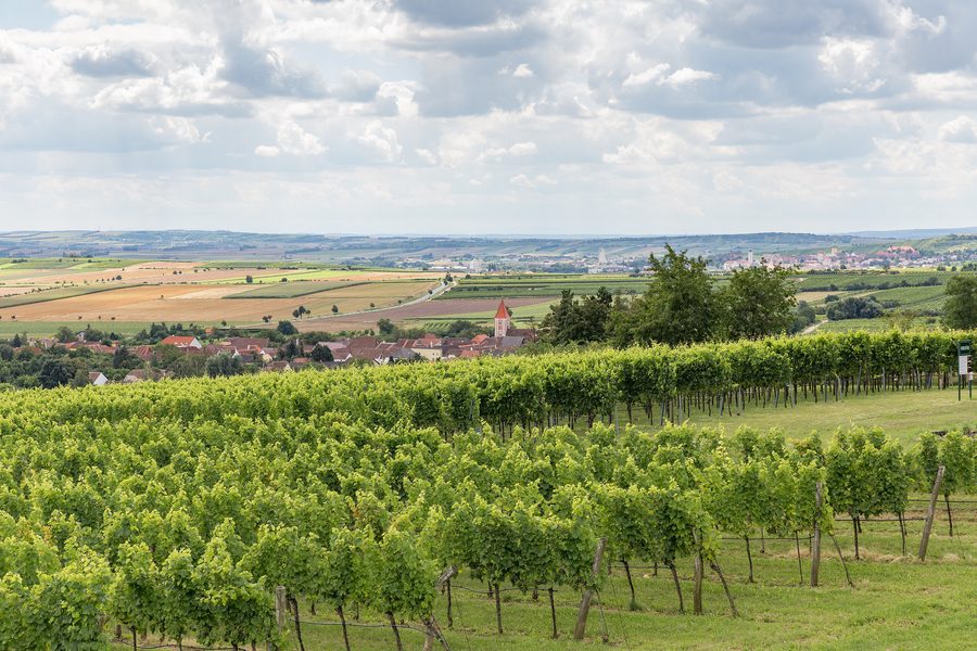 Vue sur les vignobles et les paysages vallonnés près d’Oberretzbach et de Retz dans le Weinviertel