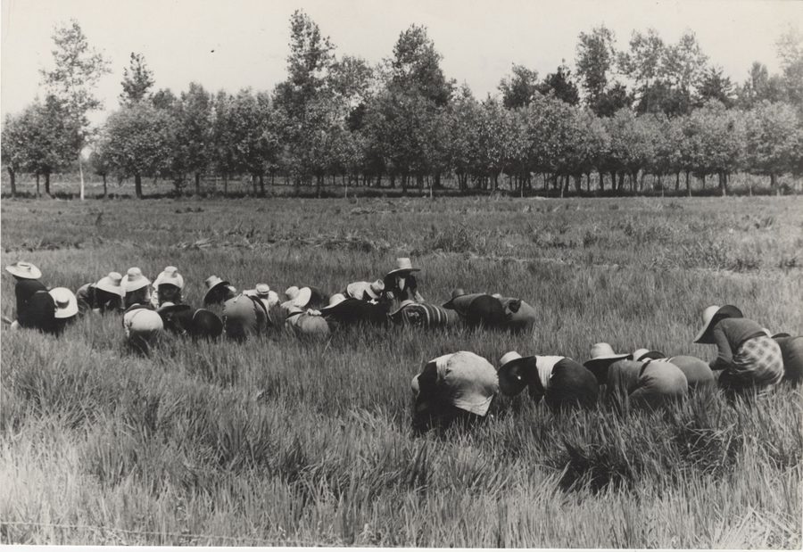 Des personnes repiquent des plants de riz dans une rizière aux environs de Vercelli.