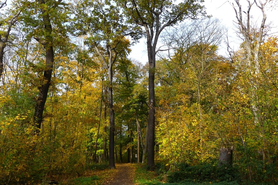 Automne dans la forêt urbaine Eilenriede à Hanovre, Basse-Saxe