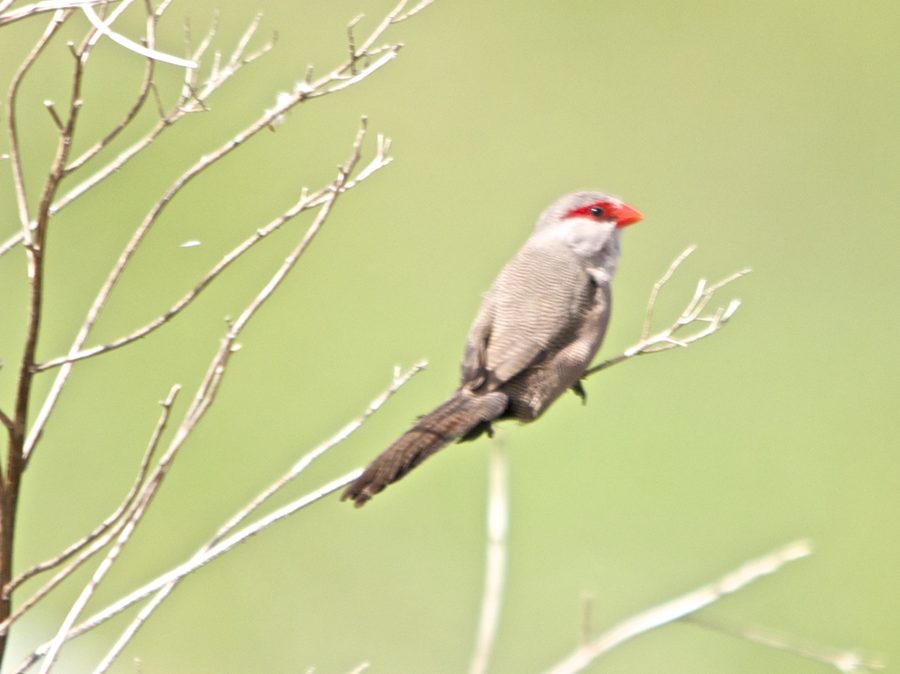 Tisserin à bec rouge à la vasière de Vermont près d’Hermanus en Afrique du Sud