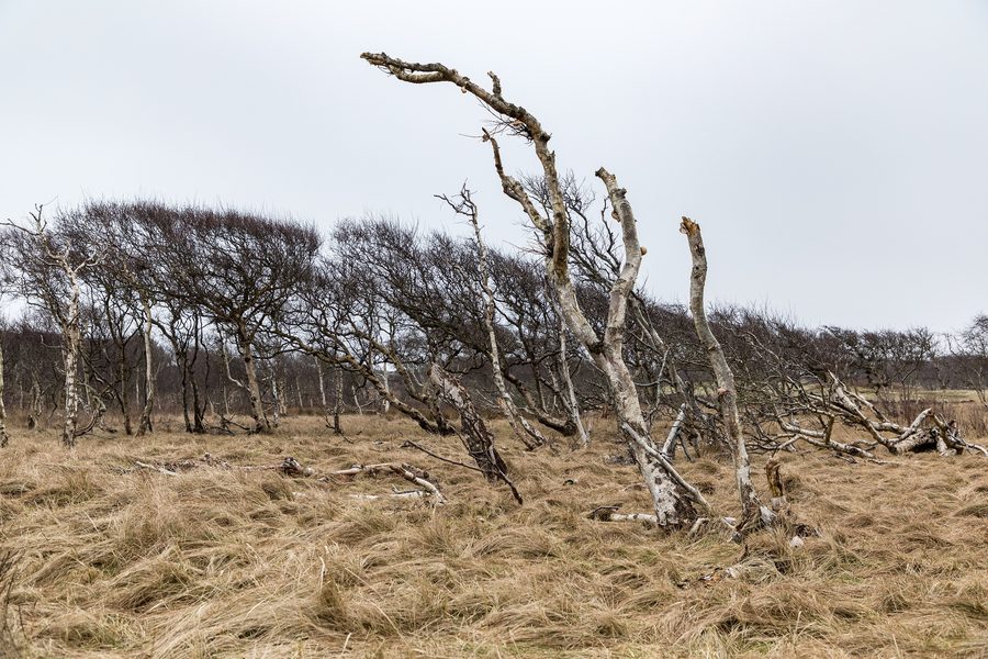 Paysage de dunes dans le parc national de la mer des Wadden de Basse-Saxe à Norderney