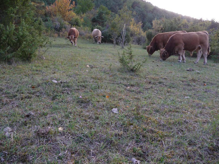 Vaches Aubrac dans un pâturage rural dans l’Aveyron