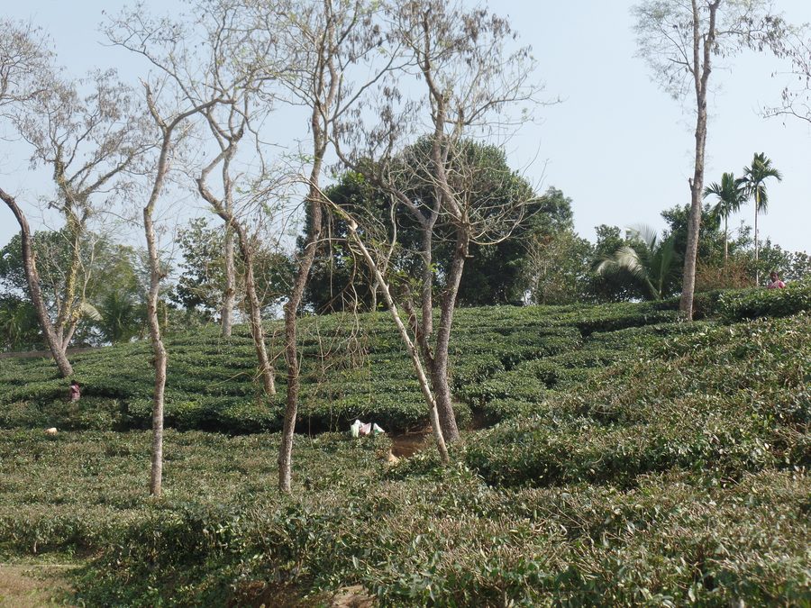 Plantations de thé à Srimangal