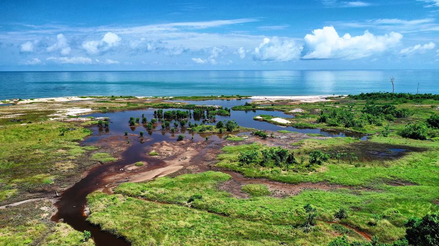Mangroves au Gabon