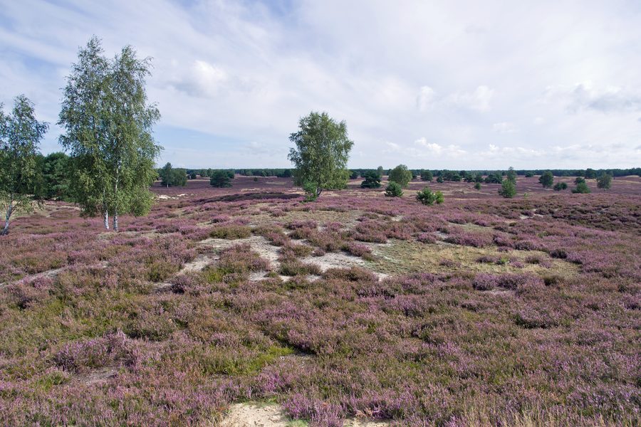 Lande en fleurs et paysage sableux dans la Nemitzer Heide