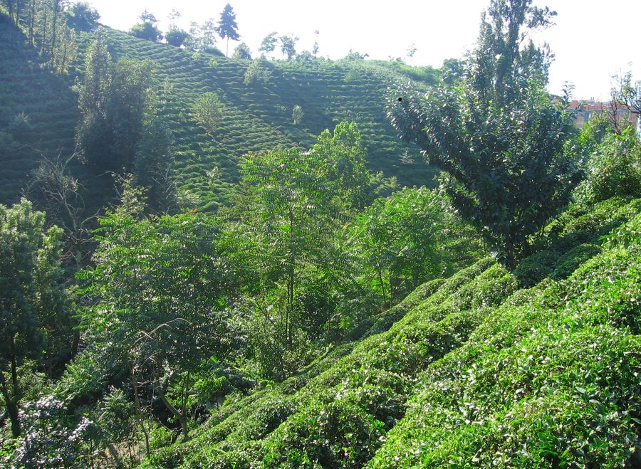 Plantation de thé dans le paysage montagneux près de Rize