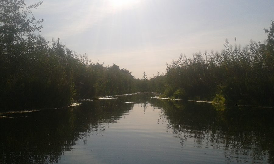 Secteur de rivage au lac Parsteiner dans la réserve de biosphère de Schorfheide-Chorin