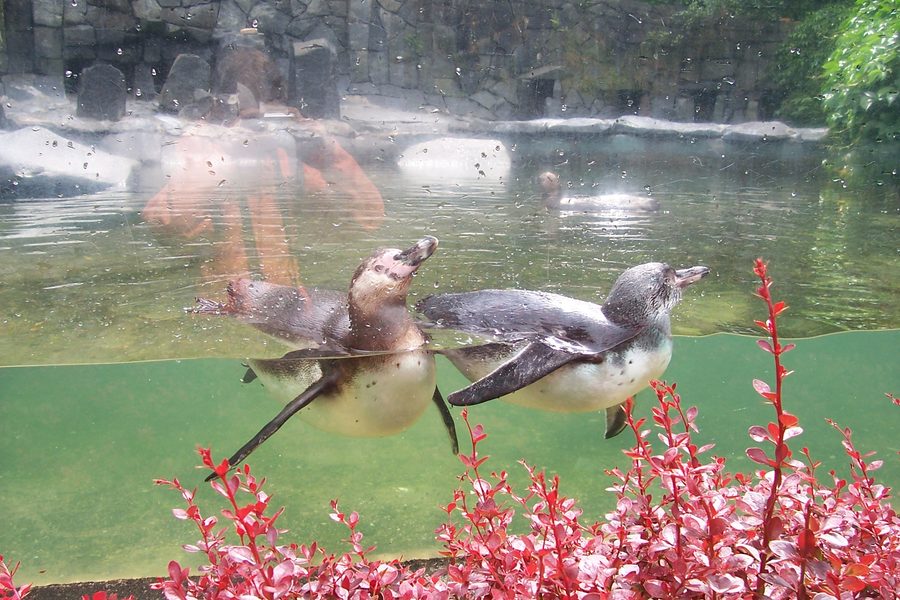 Zoo de Liberec avec des manchots de Humboldt