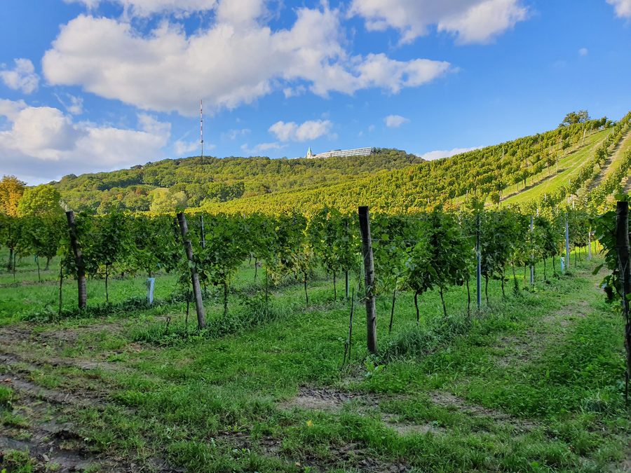Vignes au Kahlenberg à Vienne