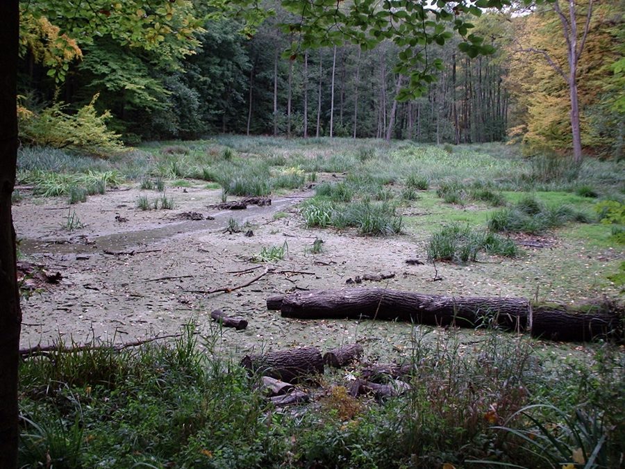 Étang Hünenteich ensablé à Flarchheim dans le parc national du Hainich