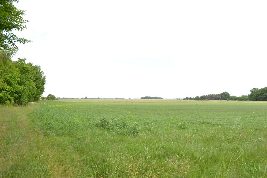 Habitat de la grande outarde dans le Havelländisches Luch, Allemagne