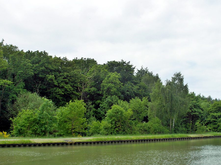 Réserve naturelle de Fohlenstall dans la forêt de Haste au canal Mittelland