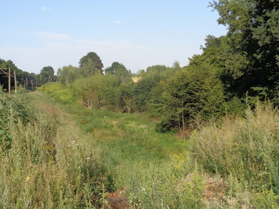 Champ dans la réserve naturelle de Stasin près de Lublin