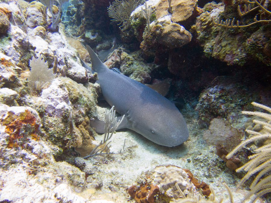 Requin nourrice dans la mer au large d’Utila, Honduras