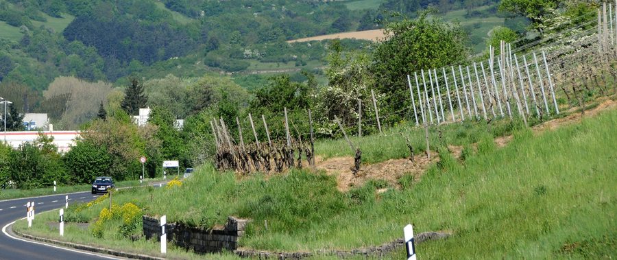 Vignobles entre Igersheim et Markelsheim dans la vallée de la Tauber