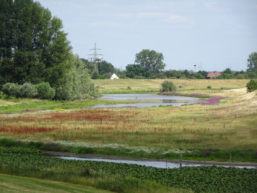 Réserve naturelle Altrhein Reeser Eyland près de Rees