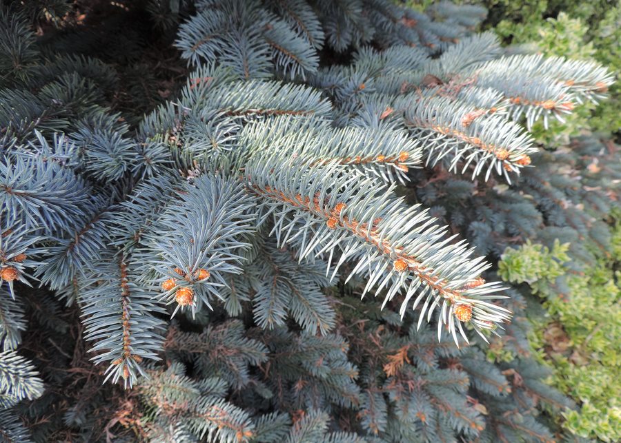 Picea pungens 'Białobok' dans l'arboretum de Luzino