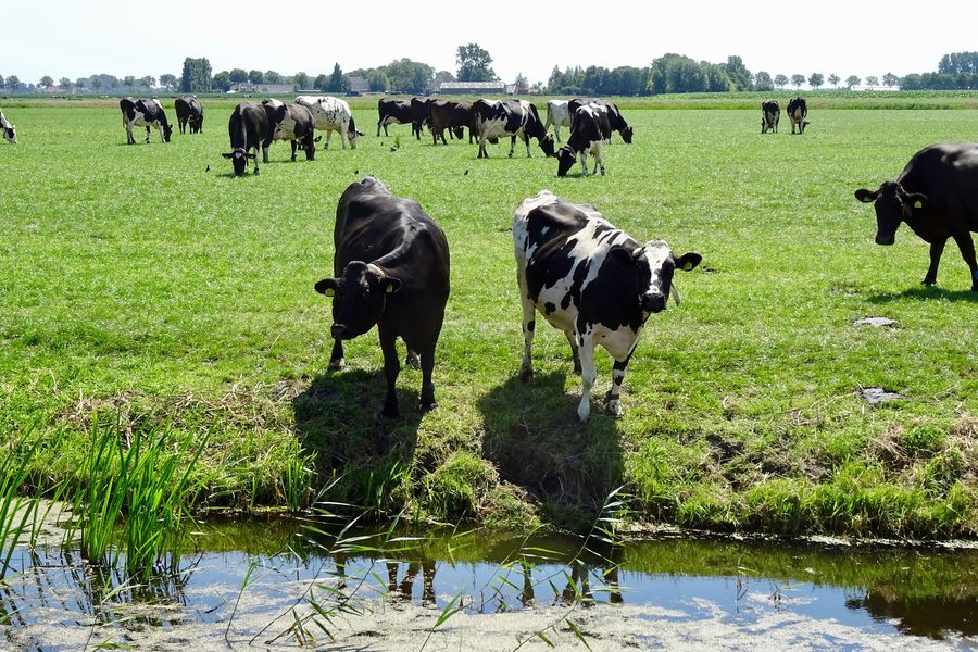 Paysage de polders en Frise occidentale avec un chemin traversant la campagne ouverte