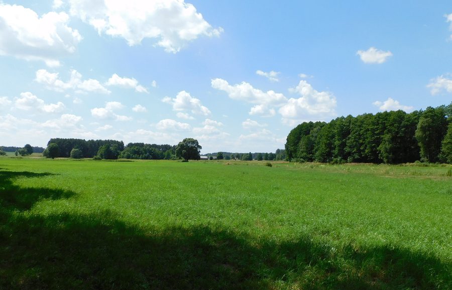 Paysage plat avec champ et forêt près de Jedlina et Łukówiec dans le powiat de Miński