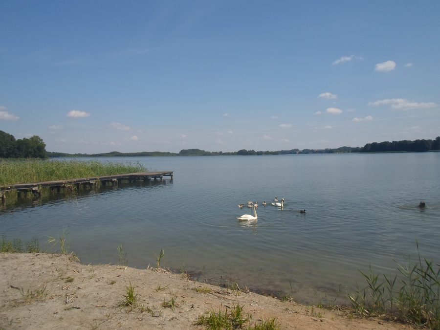 Réserve naturelle du Krakower Obersee dans le parc naturel Nossentiner/Schwinzer Heide