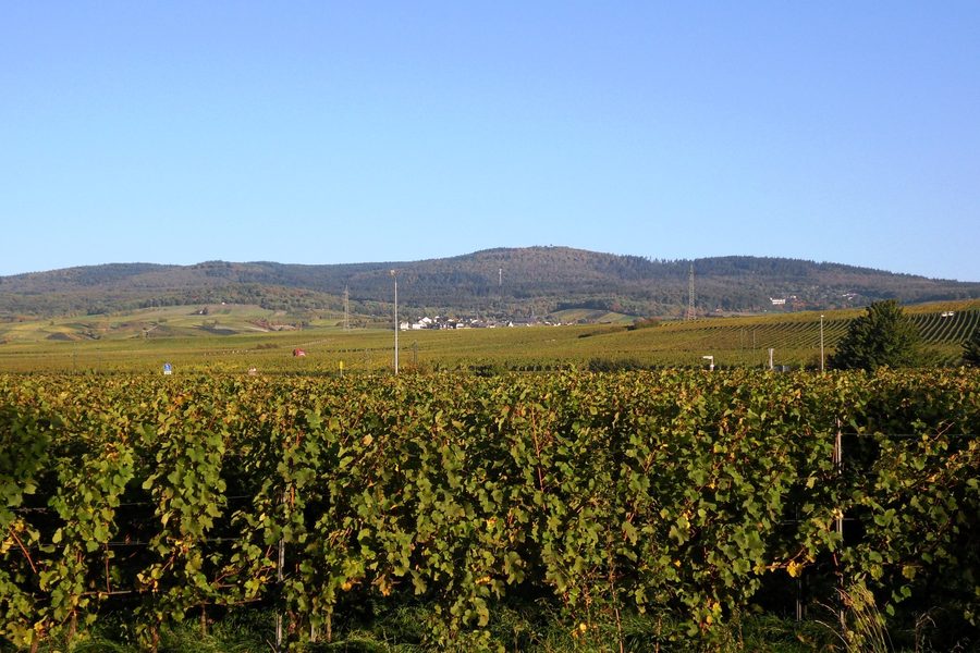 Vue sur Hallgarten et les coteaux viticoles avec la Hallgarter Zange en arrière-plan