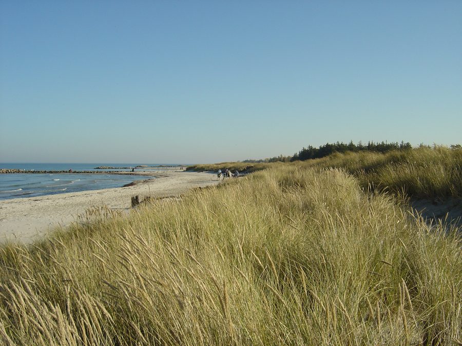 Plage à Heidkate avec des chevaux sur la plage de la mer Baltique