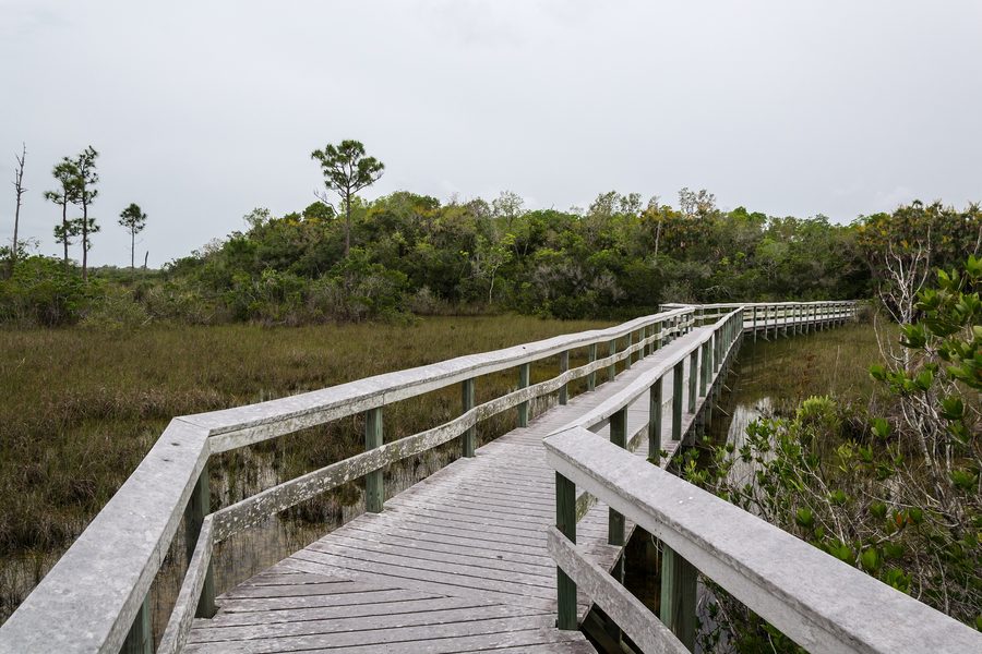 Paysage dans le parc national des Everglades en Floride
