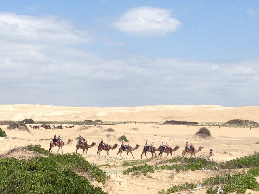 Chameaux sur Stockton Beach en Nouvelle-Galles du Sud