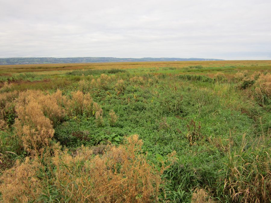 Les marais de la Dee à Parkgate, Cheshire
