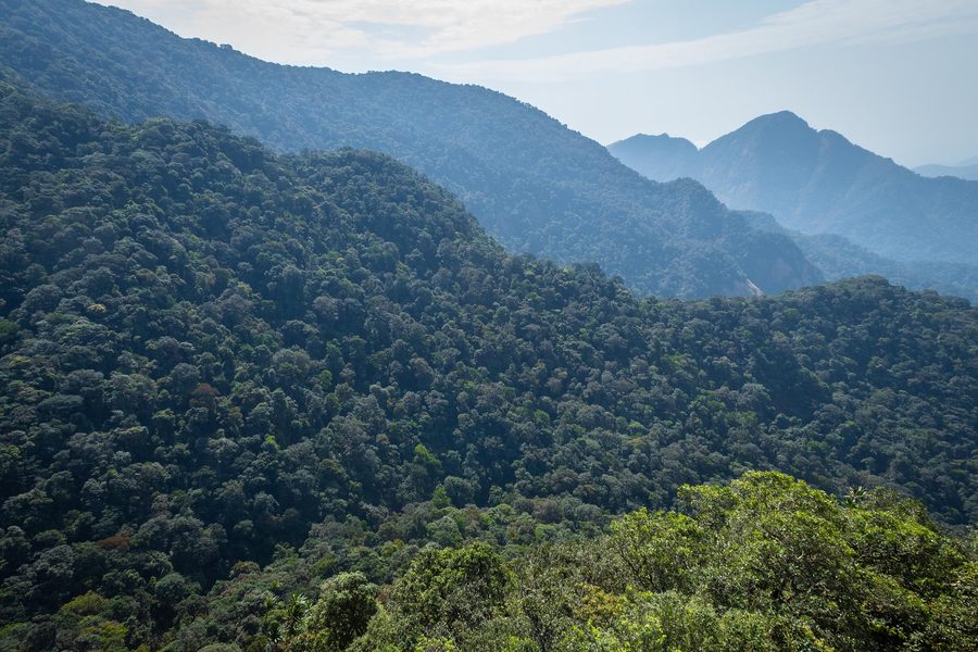 Paysage de forêt tropicale dans le Cross River