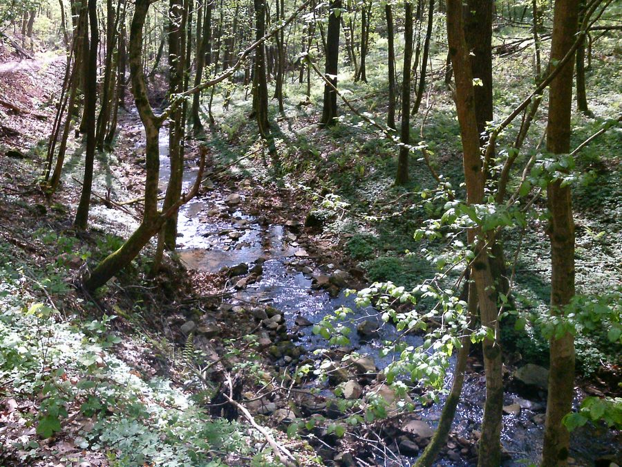 Vallée du ruisseau au-dessus de Bammental dans le Bade-Wurtemberg