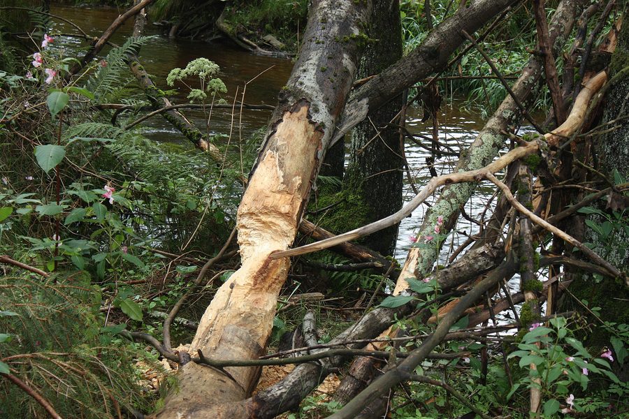 Traces de castor sur la Fichtelnaab à Brand dans le Haut-Palatinat