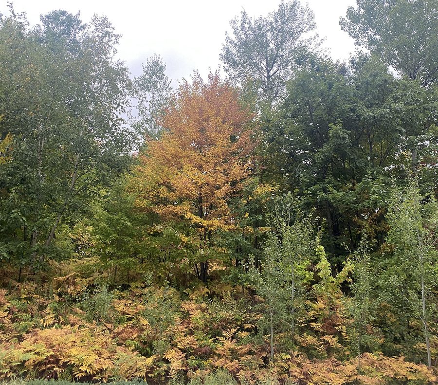 Couleurs d’automne dans la forêt nationale Chequamegon-Nicolet dans le Wisconsin