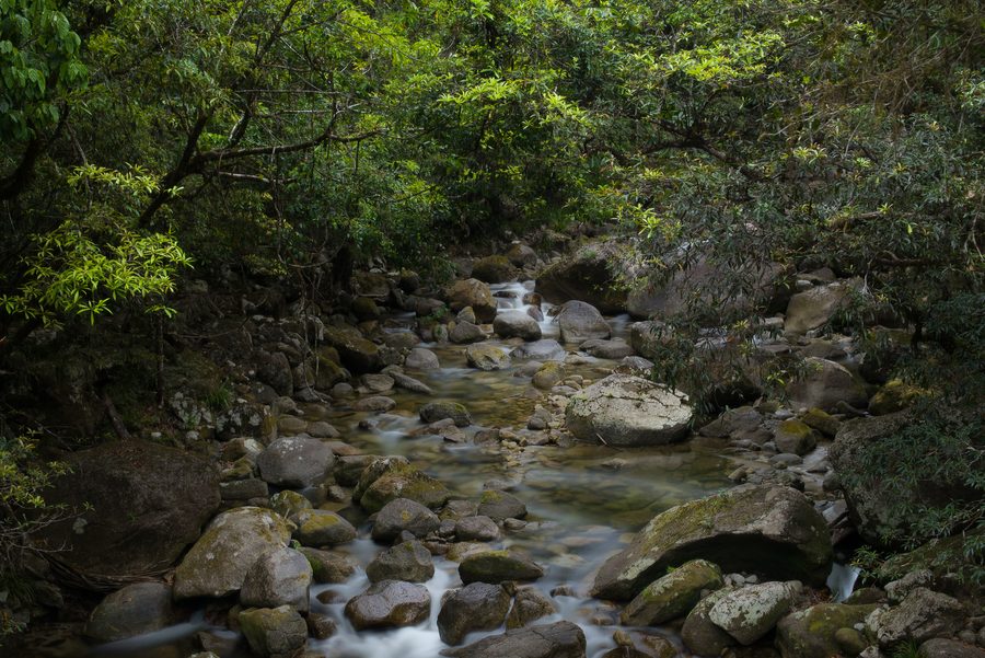 Mossman Gorge dans la forêt tropicale humide du Far North Queensland