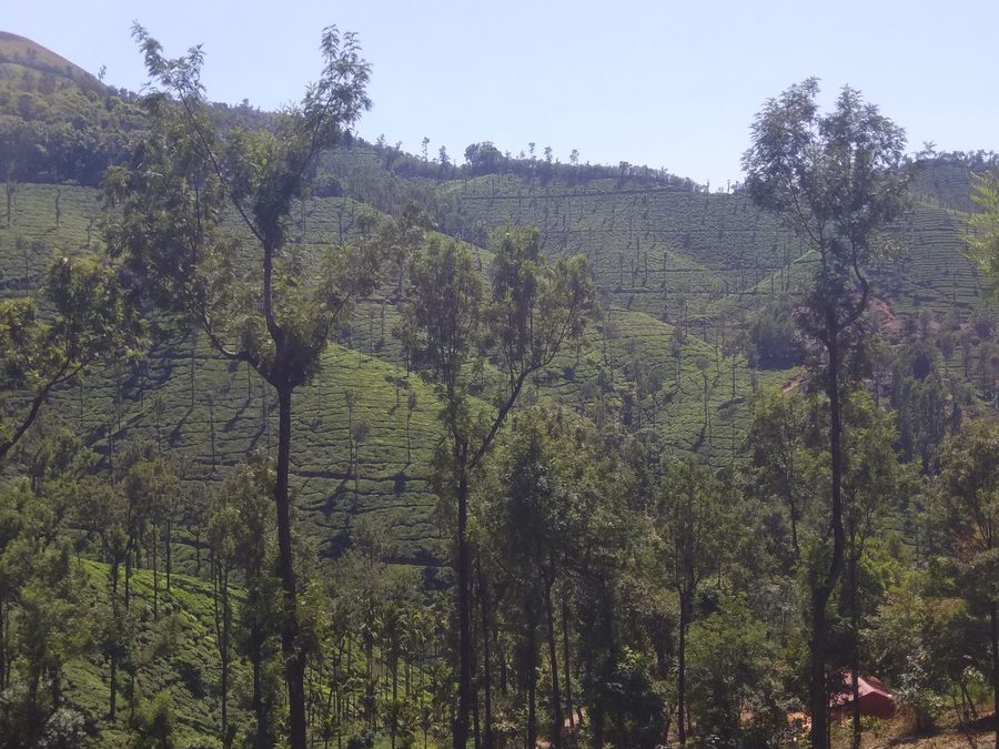 Kelaguru Tea Estate dans la région de Chikmagalur