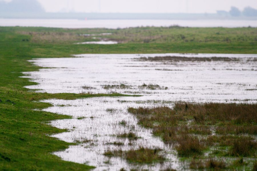 Prairies marécageuses inondées dans le Katinger Watt sur l'Eider