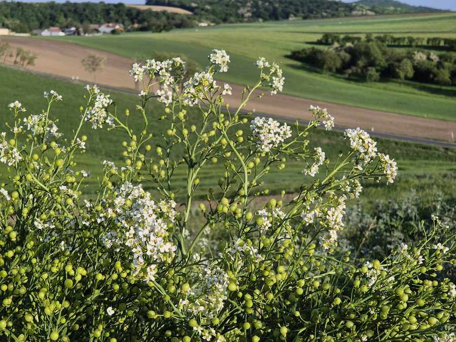 Inflorescences du rare crambe de Tartarie au Zeiserlberg près d'Ottenthal
