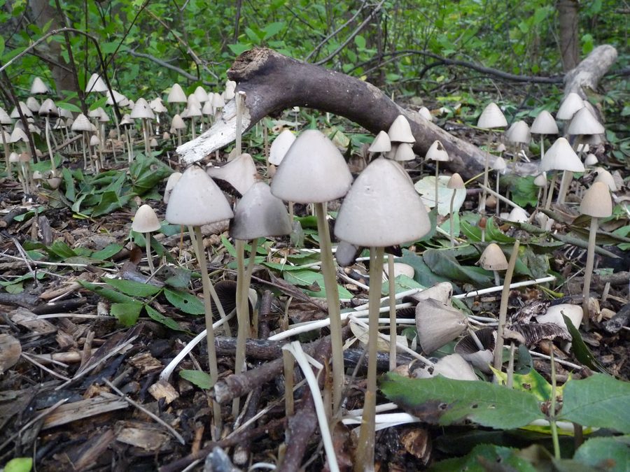 Champignons sur le Rennsteig entre Piesau et Neuhaus am Rennweg dans le parc naturel de la Forêt de Thuringe