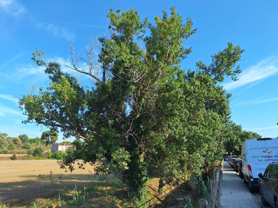 Peupliers à La Torreta, La Roca del Vallès