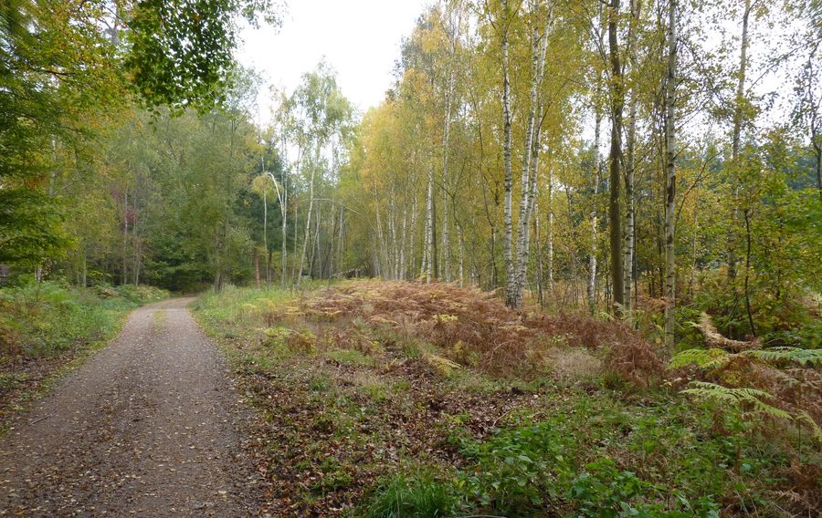 Paysage forestier dans la Rostocker Heide