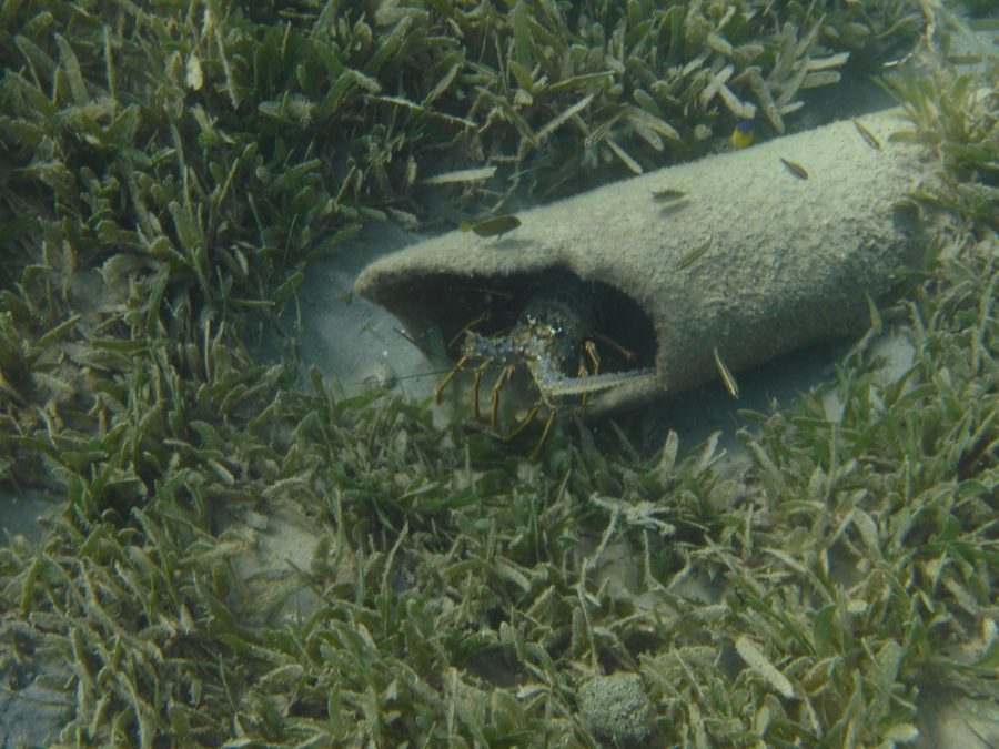 Spiny lobster d’Anguilla