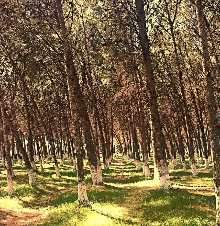Paysage forestier près de Tessala dans la province de Sidi Bel Abbès