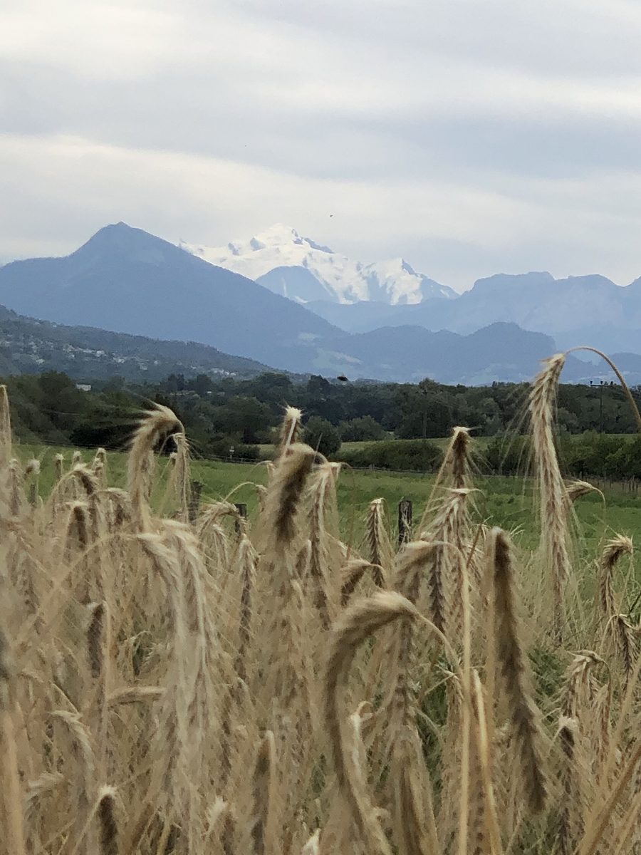 Champ de blé suisse dans le paysage rural genevois avec vue sur le Mont Blanc
