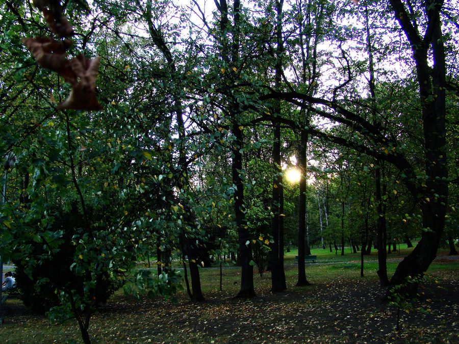 Partie de l’ancien parc du château à Dąbrowa Tarnowska