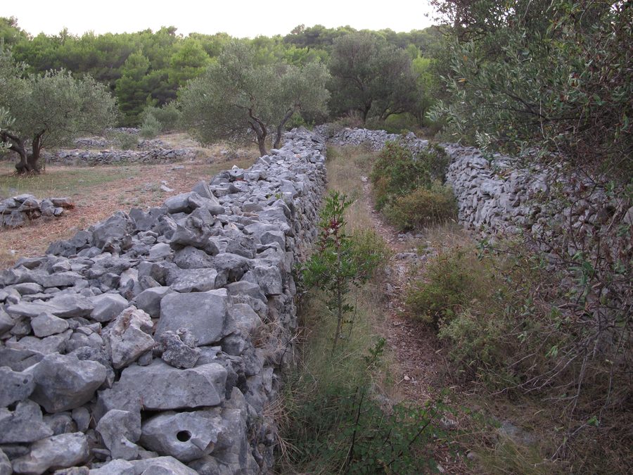Murets de pierre dans le paysage de l’île de Brač