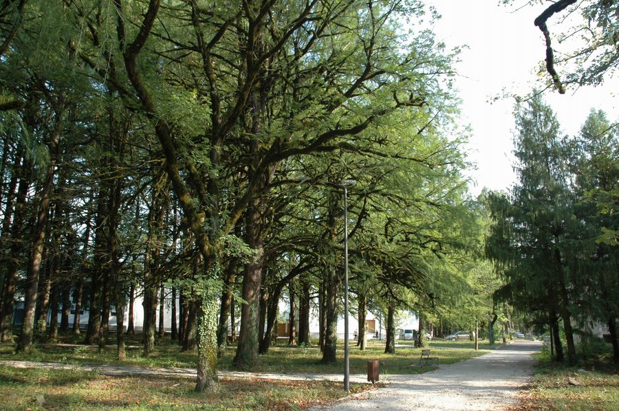 Chemin à travers le parc central dense et arboré de Tskaltubo