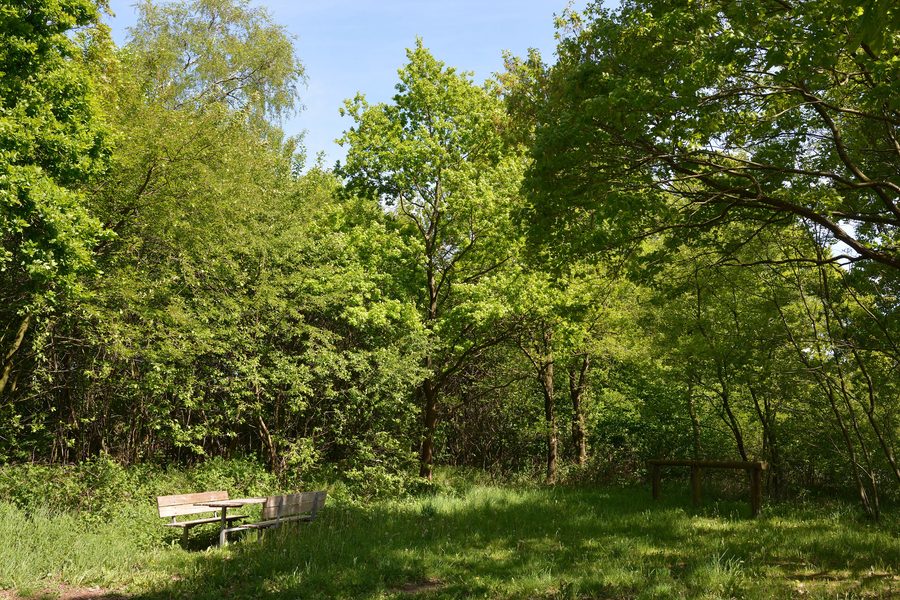 Espace naturel Mühlenau/Mildstedter Tannen à Mildstedt