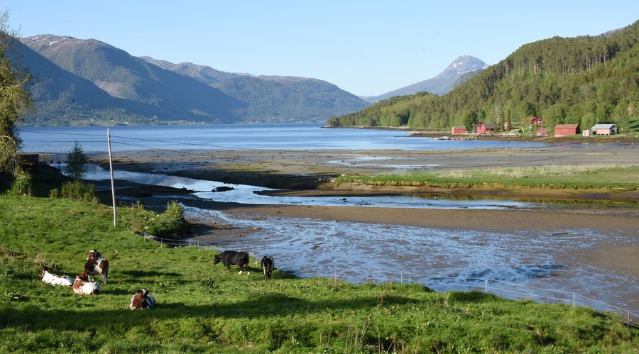 Vaches paissant près de Torjulvågen